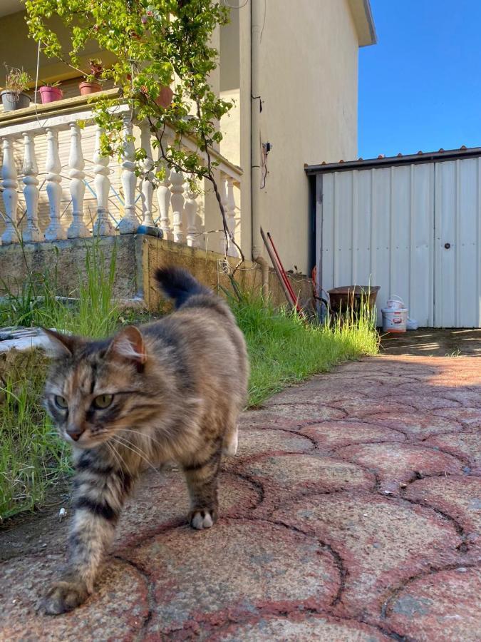 Gather Inn Guest House Shkodër Dış mekan fotoğraf